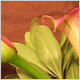 Wedding Flowers