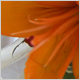 Wedding Flowers