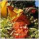 Wedding Flowers