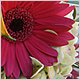 Wedding Flowers