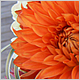 Wedding Flowers
