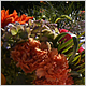 Wedding Flowers