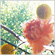 Wedding Flowers
