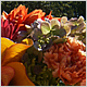 Wedding Flowers